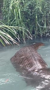 6.7K views · 55 reactions | Big snakes, guys | David Benoit | Facebook