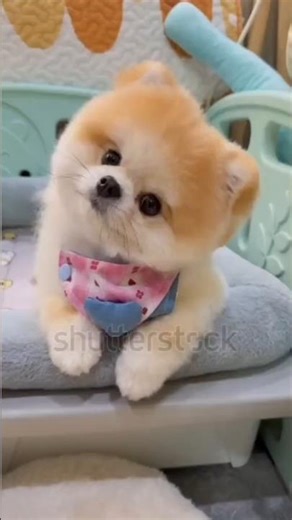 Top 5 Most Cutest Puppies in the World ❤️ #dog #cute #puppy #shorts #pets