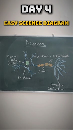Easy Diagram of Neuron