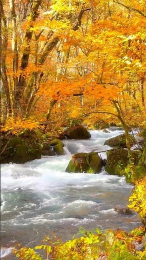 奥入瀬渓流の紅葉、その中でも人気のスポット修羅の流れ📱2023/10/31 Autumn leaves🍁 in Oirase Gorge #shorts #japan