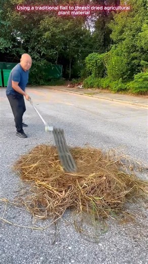 🌾🔨 Traditional Flail Tool for Manual Crop Threshing
