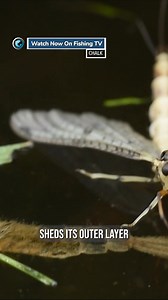 151K views · 2K reactions | It’s MAYFLY month! Where are you fishing...