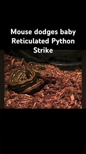 Baby Reticulated Python misses 1st home meal.