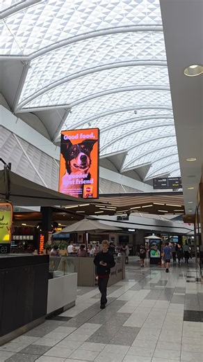 Kelly Daniel (Hybrid Dog Training) | When you spot Envy! Add wrangled by HDT 💜 | Instagram