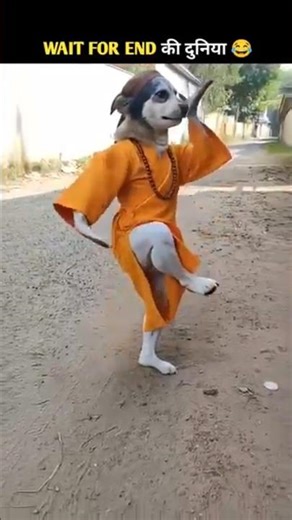 जानवरों के Gajab कारनामें 🤣wait for end🤣#funny #shorts #animals