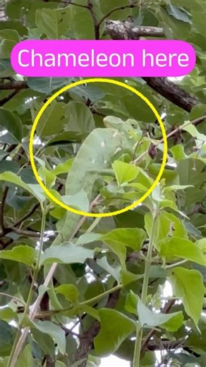 Green Lizard #chameleon #nature