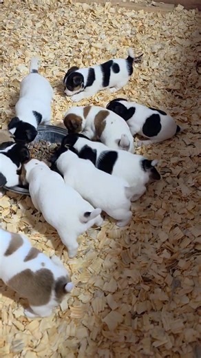 Here ya go Tripp and Candace. | Jack Russell's of Texas