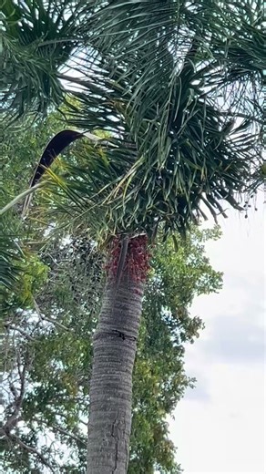 Crisp fall day in Florida. The palm fronds are turning a beautiful golden brown while the baby coconuts are bursting colors of green orange and red. Florida fall. Fresh and crisp. #fall #florida #palmtrees #southflorida #autumn