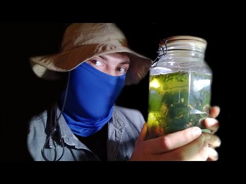 tips for creating an Ecosphere with Bladder Snails | Tutorial from an Experienced Hobbyist | English