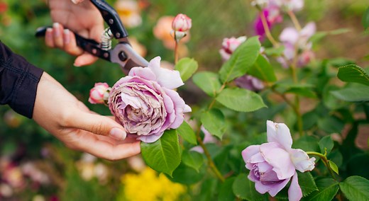 Vos roses sont fanées ? Pensez à les tailler pour booster votre rosier : voici quand et comment le faire !