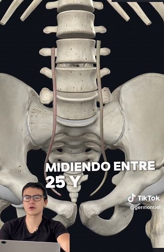 Repaso del sistema urinario: Anatomía y funciones