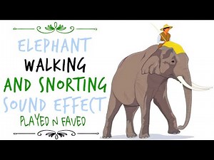 Elephant Walking and Snorting Sound Effect / Sound Of Elephants Footsteps / Tusk Snort Sounds / Free