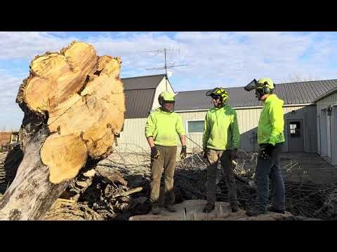 Huge cottonwood stump