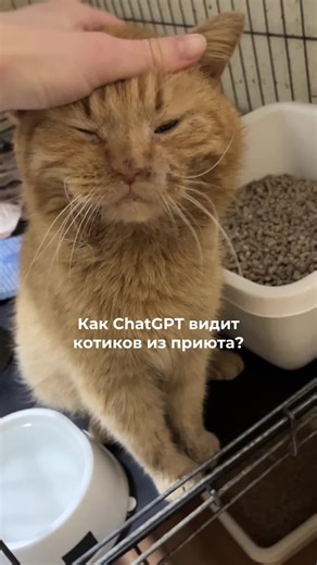 Кто больше всего похож? 🐾 Помочь приюту: ЕРИП: благотворительность - защита животных - Суперкот #котики #коты #тренды
