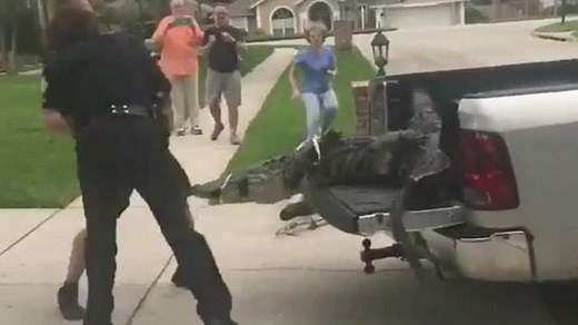 Florida Man Birthday June 7 - An alligator hit a man while it was running away in Florida