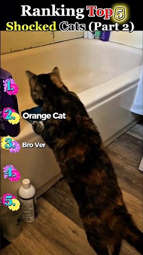 Top 5 Most SHOCKED Cats Ever! Part 2 😱 #funny #cat