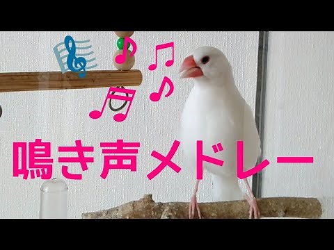 This is a video of various twitter Java sparrows. Java finch singing,chirping,sounds.【The first】