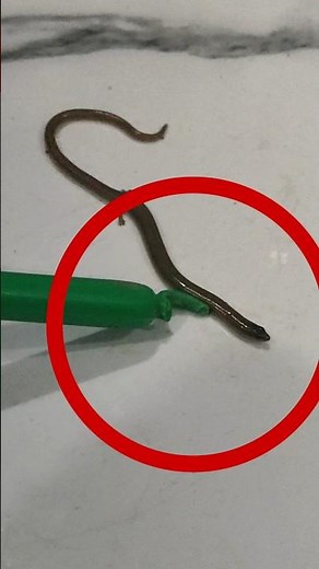 Black Long snake 🐍😱 #shorts #animals #snake