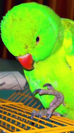 parrot talking to their owner || mummy papa ki copucat #parrot #talkingparot #talkingmittu