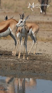 Springbok scans Etosha's waterhole edge. #namibia #springbok #etosha #namibiatravel #namibiatourism #visitnamibia #travelnamibia #safari #wildlife #desert #travelphotography | Nwrnamibia