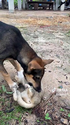 Dog and Cat Bonding Moments: Cute Friendship Compilation