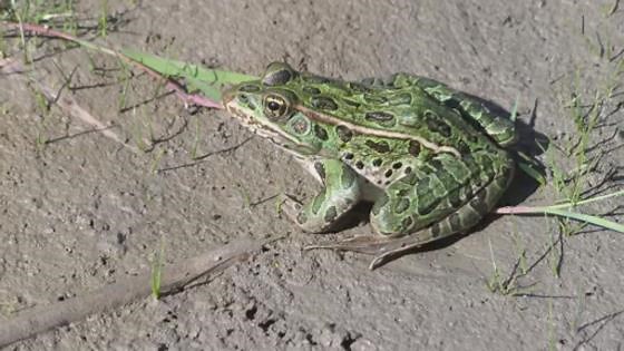 Northern leopard frogs on road to recovery in Alberta
