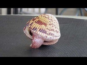How a Cockle Shell Moves