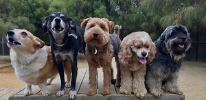 Safe and Trusted Dog Boarding in San Francisco for Over 27 Years - Pet Camp