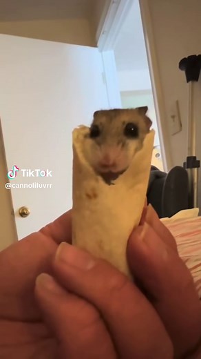 Amazing Hamster Tricks to Watch and Share