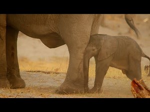 Mamma elefante protegge il suo piccolo neonato dai leoni