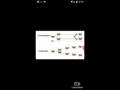 Rates of Evolution, Molecular Evo