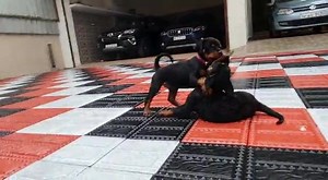 1.3K views · 52 reactions | Take home two naughty guys like this, when you feel threatened by external forces 朗朗 | Rottweiler chennai | Facebook