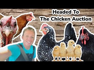 Chicken Auction Time, Headed To Happy Hen's Auction