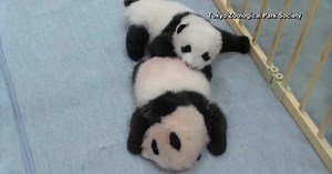 Giant panda twins now growing up outside incubator