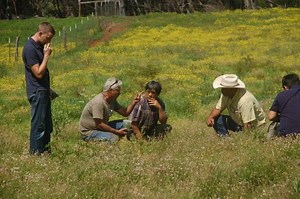 Moth Introduced on Maui in Biocontrol Against Fireweed | Maui Now