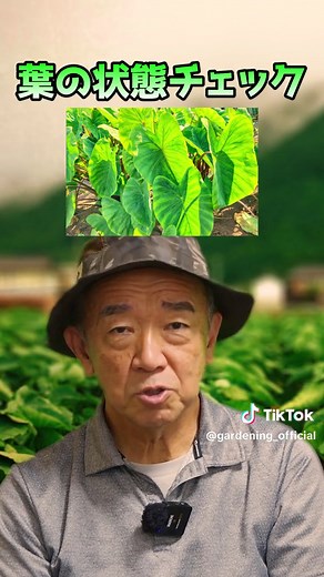 里芋の収穫時期の見極め方｜里芋栽培で早すぎない収穫のコツ