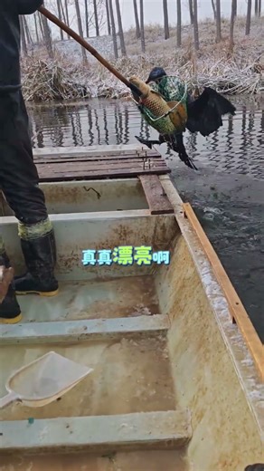 It was amazing to catch such a giant carp!