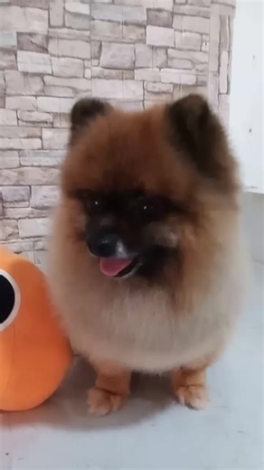 preppie pooch (@preppie.pooch)’s videos with Rude Boy Klean Remix - Klean