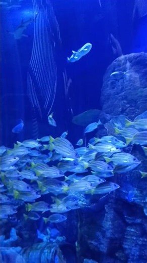 WAOW IKAN BERBARIS ( IKAN KAKAP SIRIP KUNING) 😌#kakapbabon #fish #dancehall