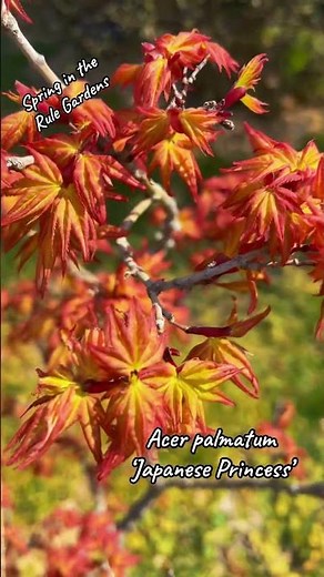 Acer palmatum ‘Japanese Princess’ A beautiful dwarf Japanese Maple 🍁 #japanesemaple #trees #spring