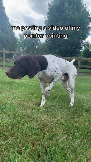 Rambo the German Shorthaired Pointer - Niche Internet Micro Celebrity