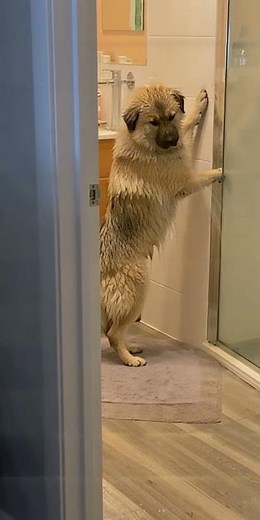 Dog Takes Human-Style Shower After “Long Day” — Funniest Relatable Pet Moment