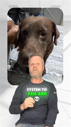 Chocolate, peanut butter (depending on the ingredients), grapes, and raisins are indeed toxic to dogs. Here's why they should be strictly avoided: 1. Chocolate: Contains theobromine and caffeine, which can cause vomiting, diarrhea, seizures, and even death in dogs. Dark and baking chocolates are the most dangerous. 2. Peanut Butter: Generally safe in moderation, but avoid peanut butter containing xylitol, an artificial sweetener that can cause a rapid drop in blood sugar, seizures, liver failure