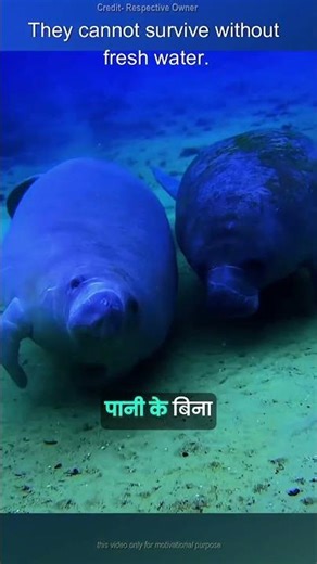 Why Manatees Depend on Freshwater for Survival