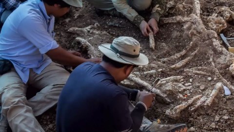 Journey Through Time with Dinosaurs: Learning Experience About Fossils, Evolution, and Extinction