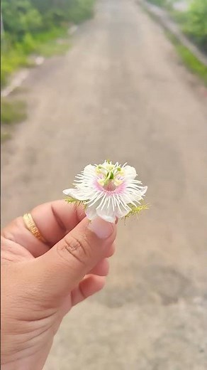 🌸 Unique Flower | Wild Passion Fruit Flower Discovery 💜