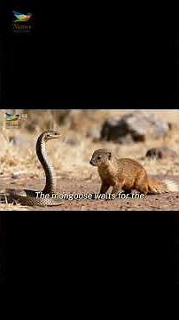 Snake vs Mongoose Real Fight Nature’s Most Intense Rivalry