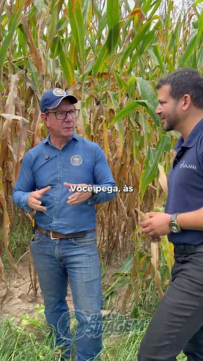 Desafios da Colheita: Matéria Seca Alta na Silagem
