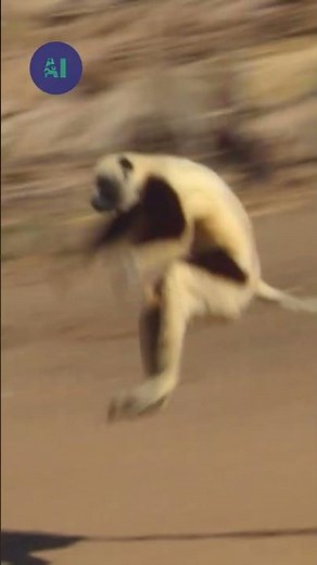 How do lemurs walk on the ground?| AI