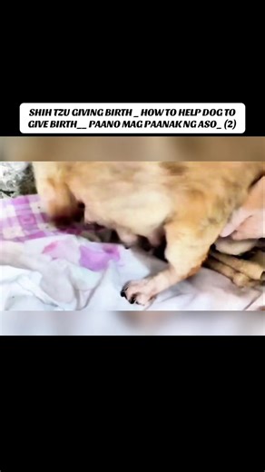 SHIH TZU GIVING BIRTH _ HOW TO HELP DOG TO GIVE BIRTH__ PAANO MAG PAANAK NG ASO_ (2)
